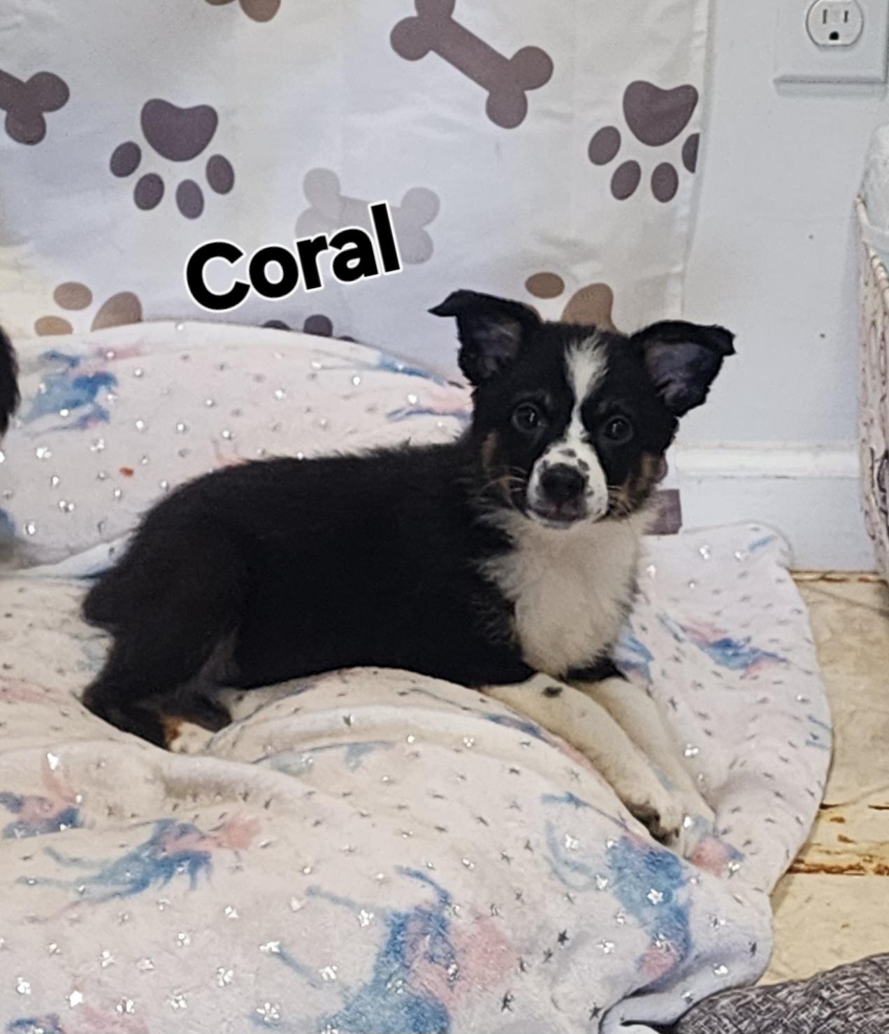 Coral