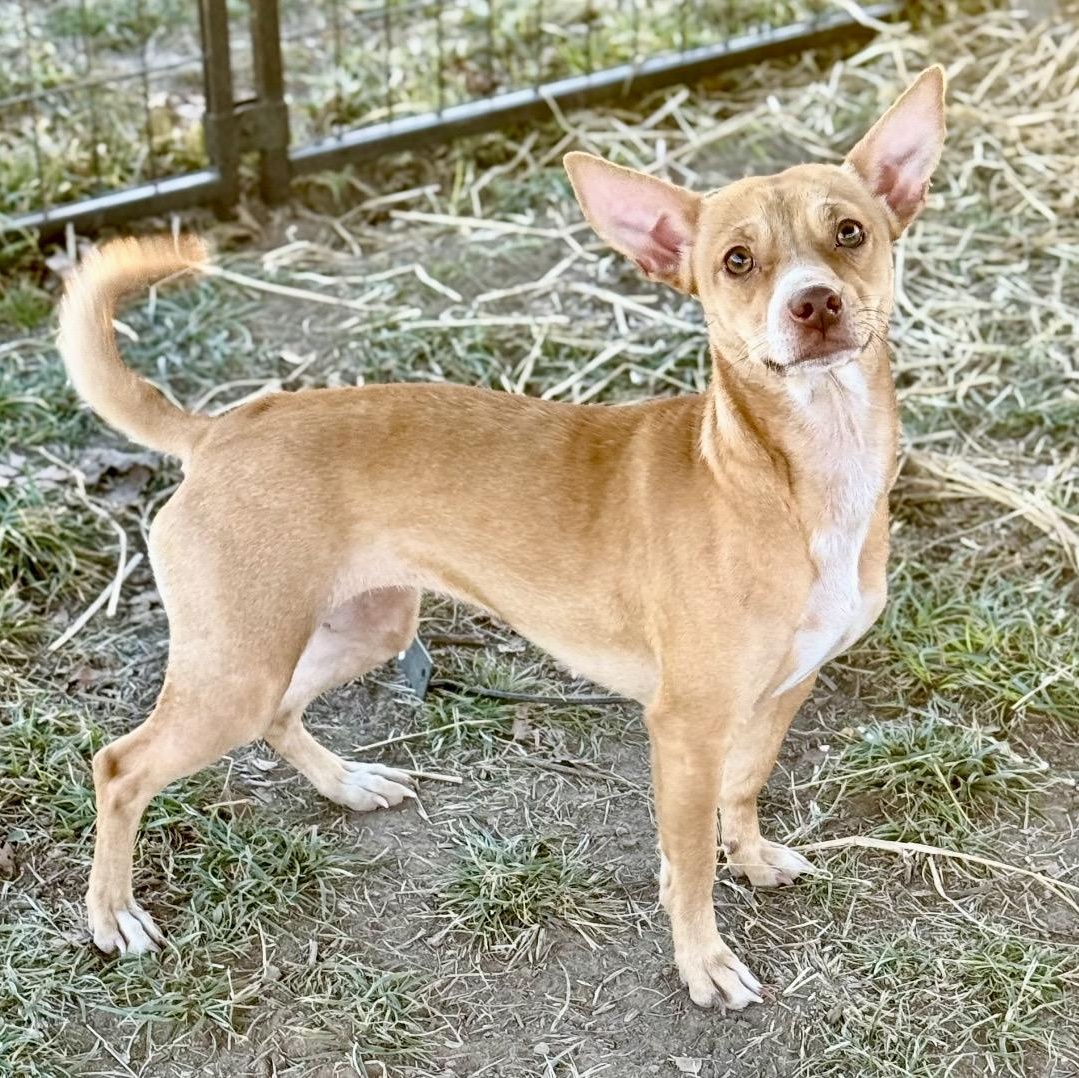 Jinx , ADOPTABLE, Adult Female Chihuahua & Mixed Breed.