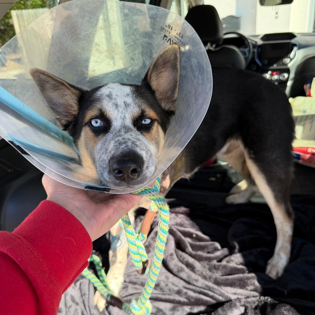 Jingle, Adoptable, Young Male Husky & Australian Cattle Dog / Blue Heeler.