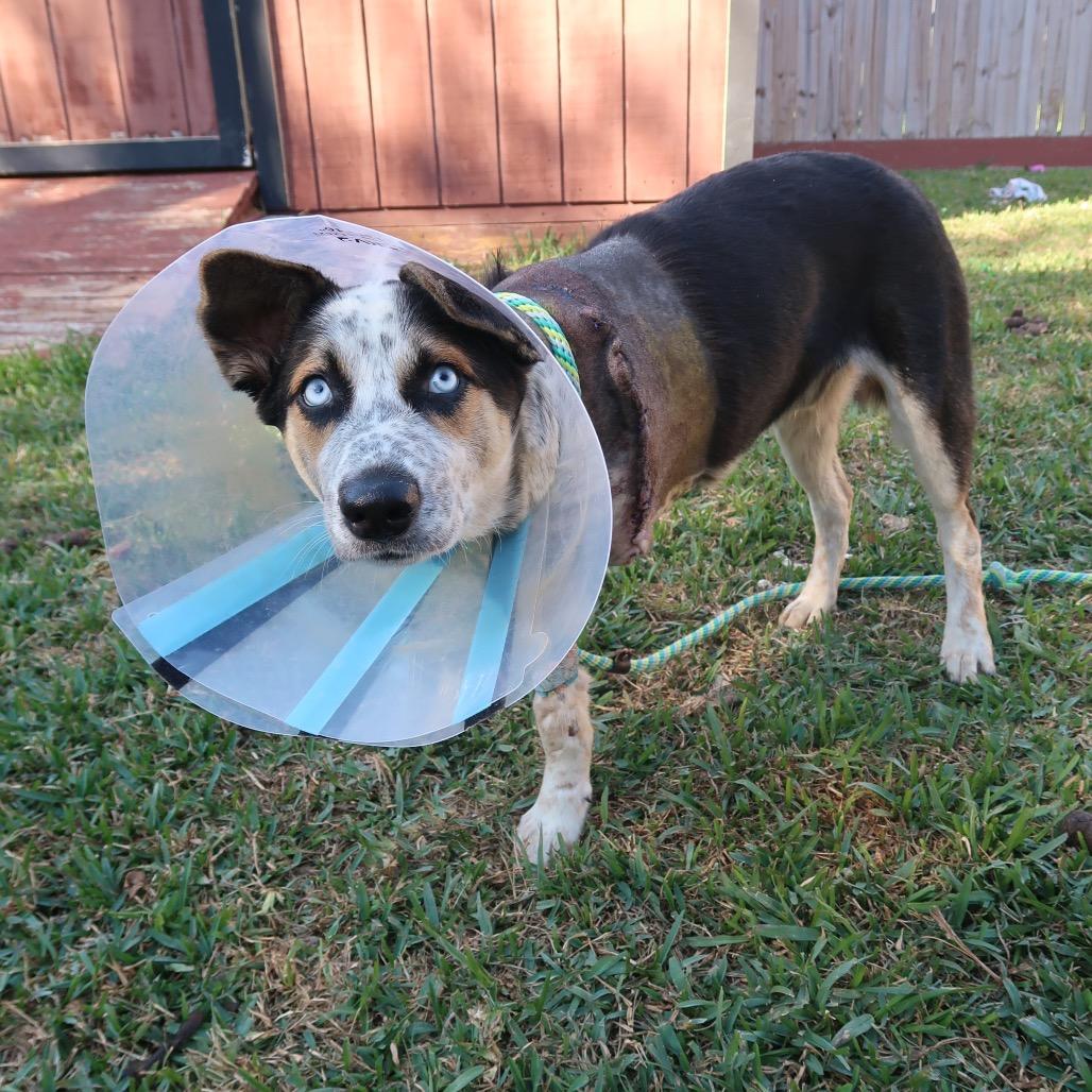 Enlarge Jingle, a Adoptable mixed breed in Pearland, TX image 2/6