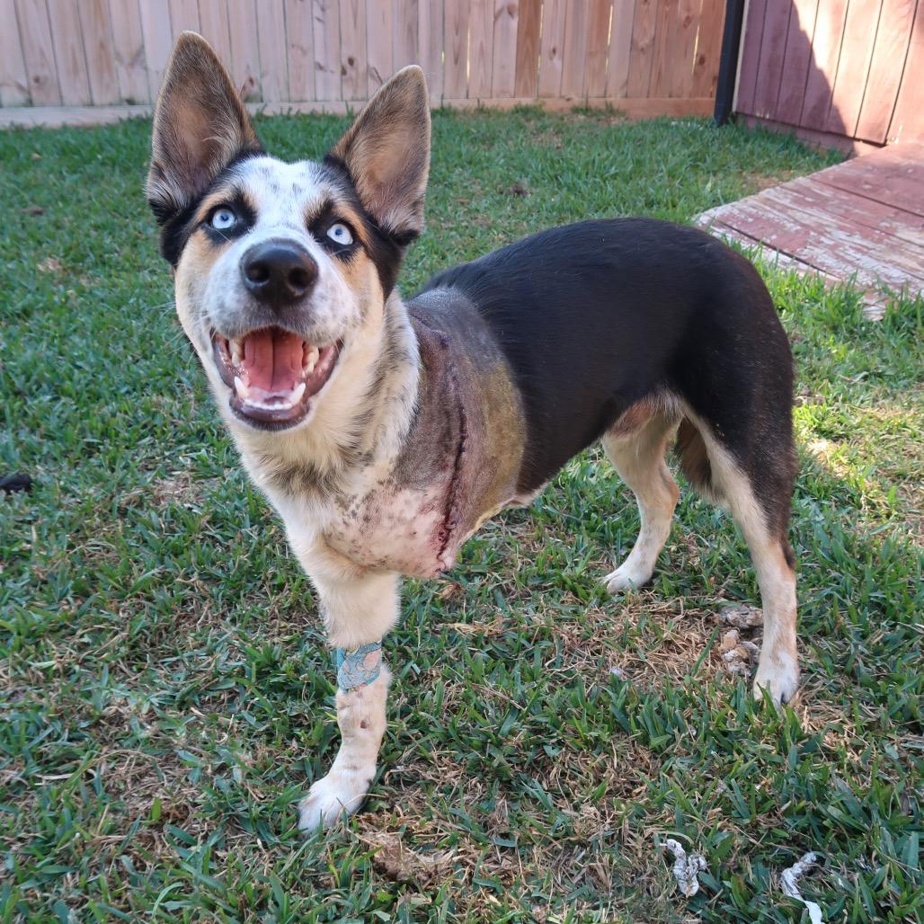 Enlarge Jingle, a Adoptable mixed breed in Pearland, TX image 3/6