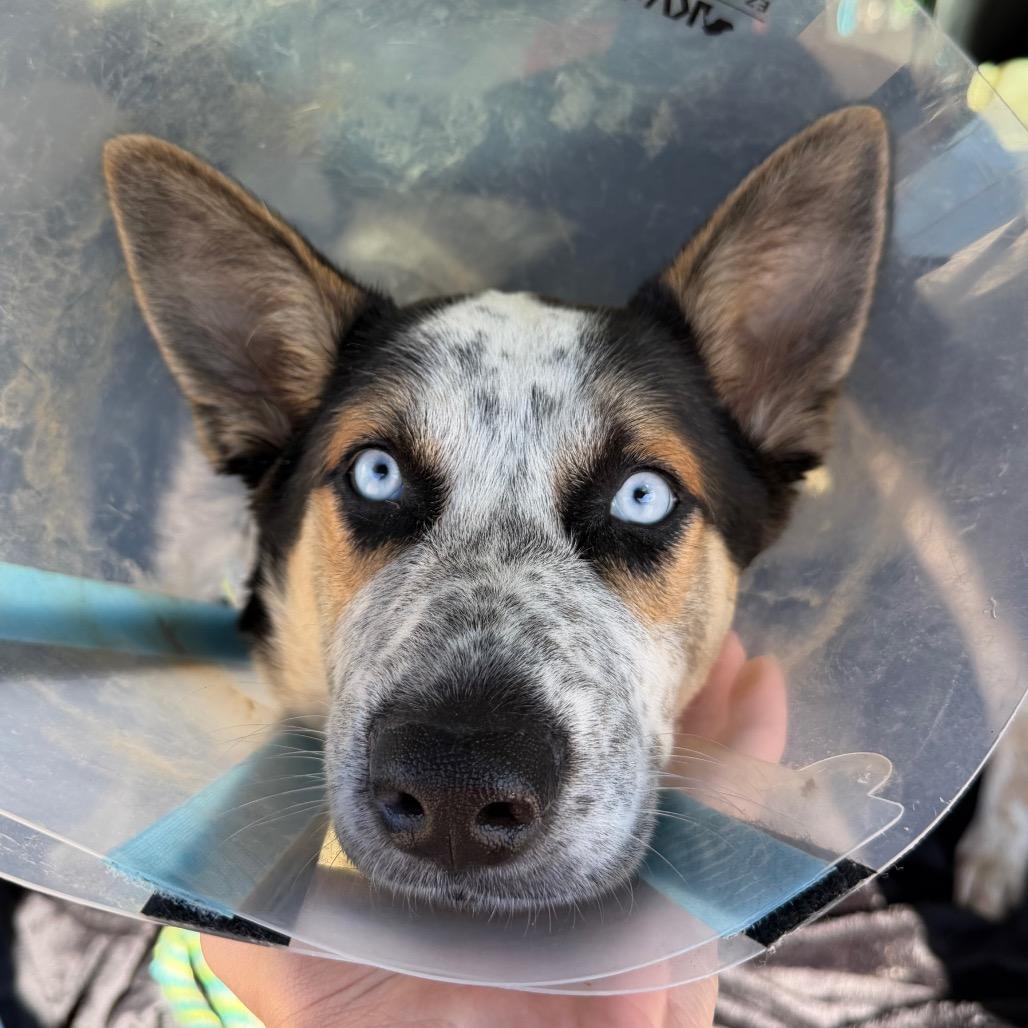 Enlarge Jingle, a Adoptable mixed breed in Pearland, TX image 4/6