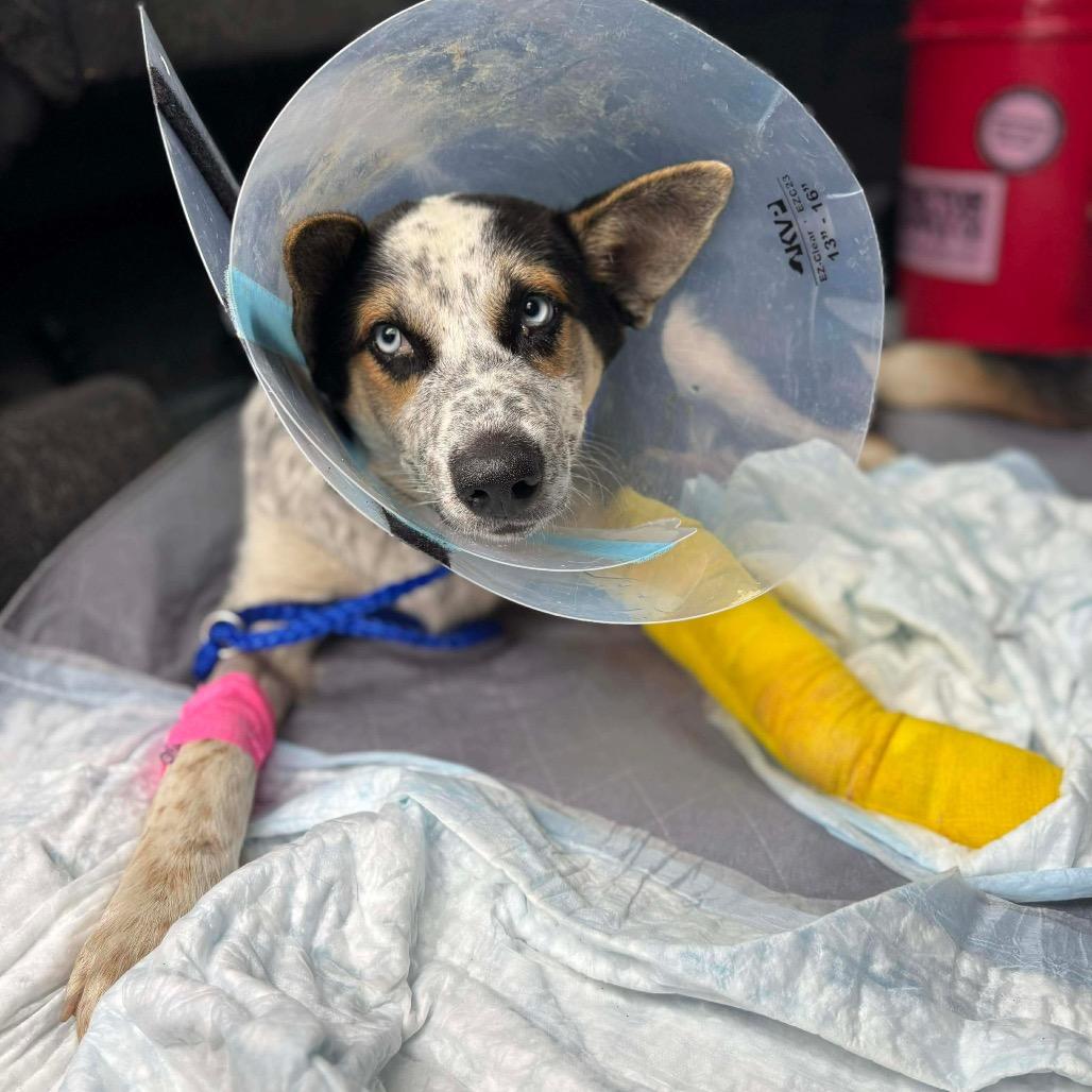 Enlarge Jingle, a Adoptable mixed breed in Pearland, TX image 5/6