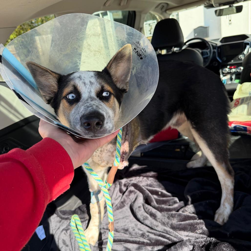 Enlarge Jingle, a Adoptable mixed breed in Pearland, TX image 6/6