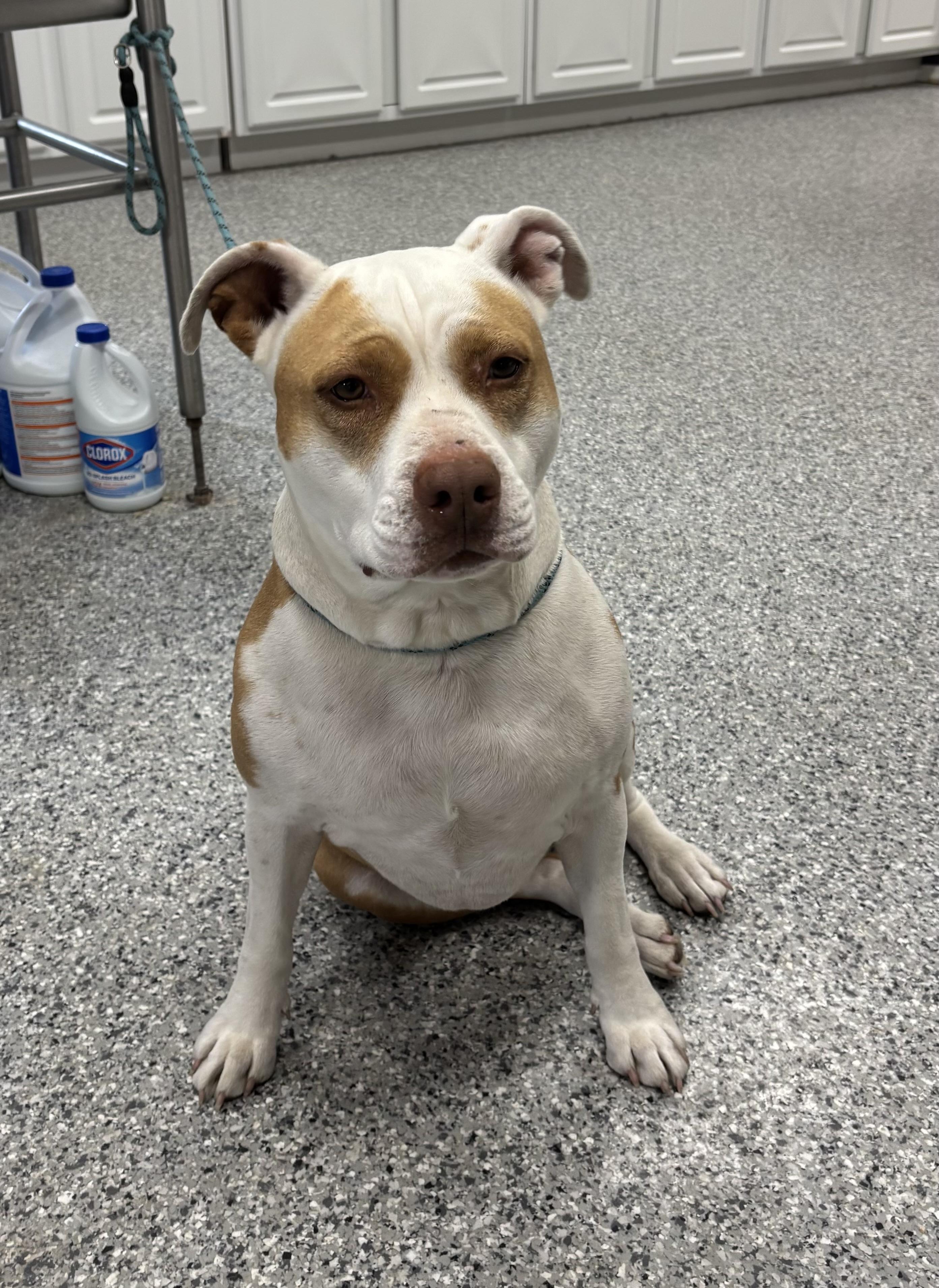 Enlarge Carmel, a ADOPTABLE mixed breed in Torrington, WY image 3/4