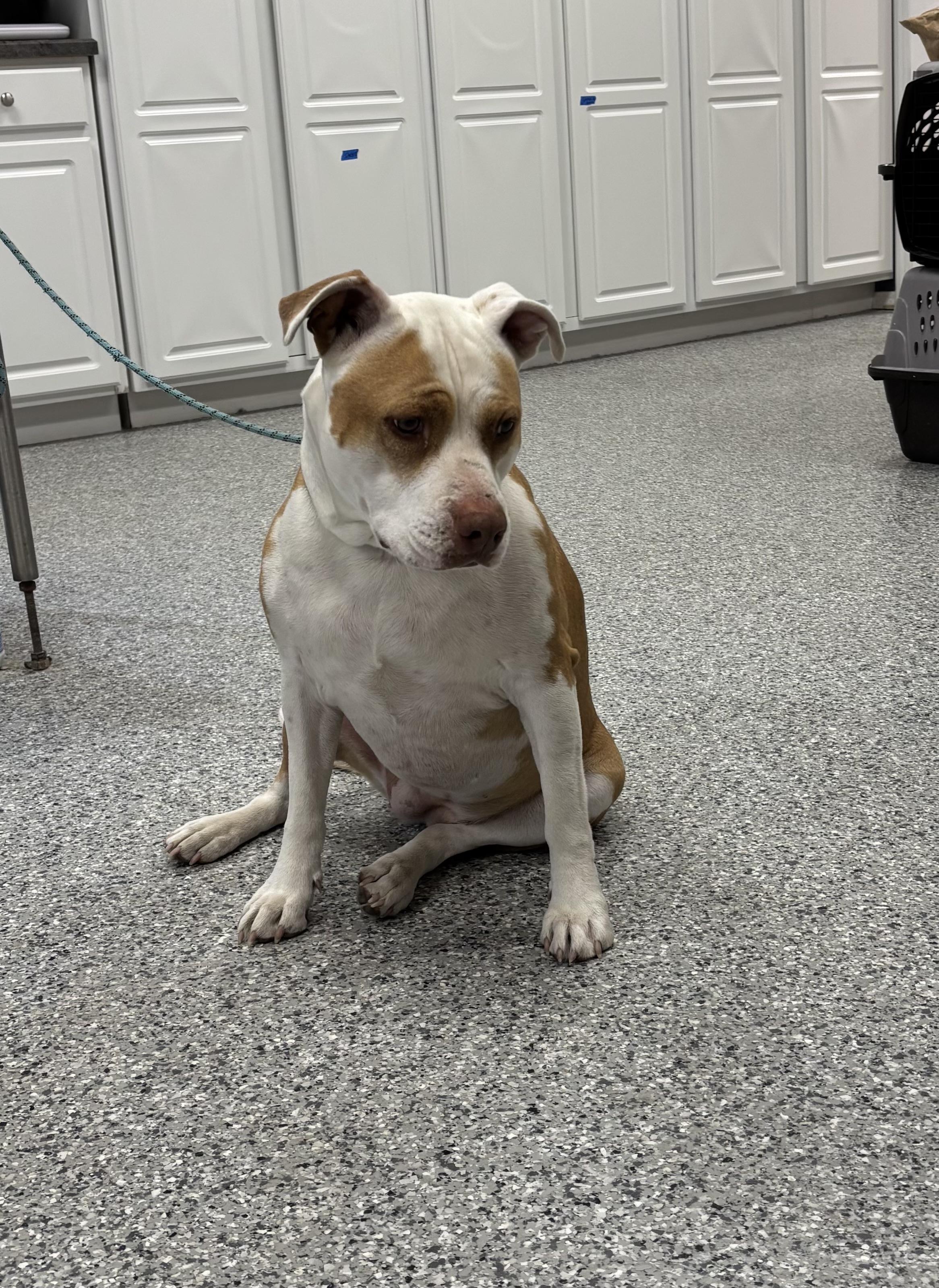 Enlarge Carmel, a ADOPTABLE mixed breed in Torrington, WY image 4/4