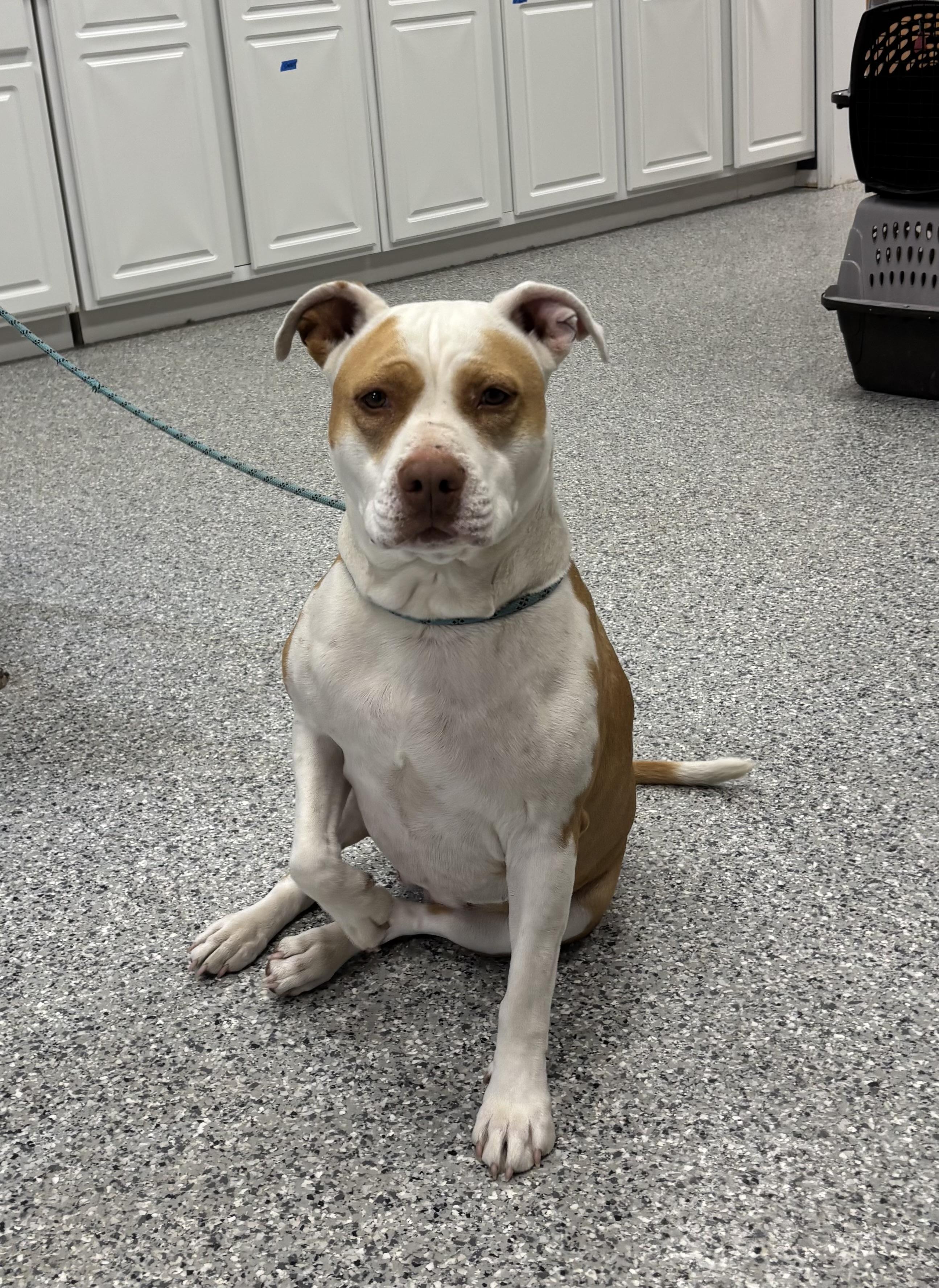 Enlarge Carmel, a ADOPTABLE mixed breed in Torrington, WY image 2/4