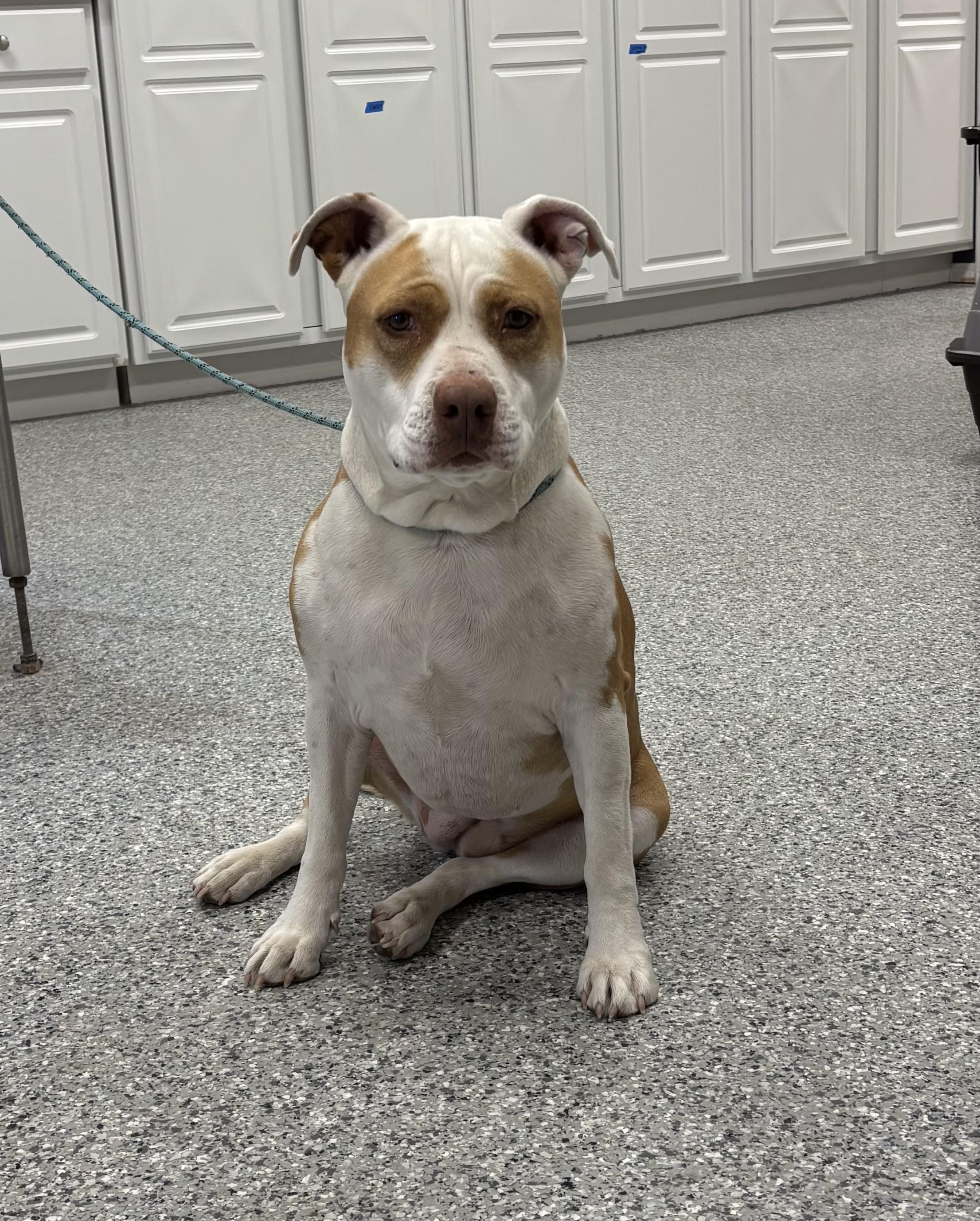 Carmel, ADOPTABLE, Adult Female Pit Bull Terrier.