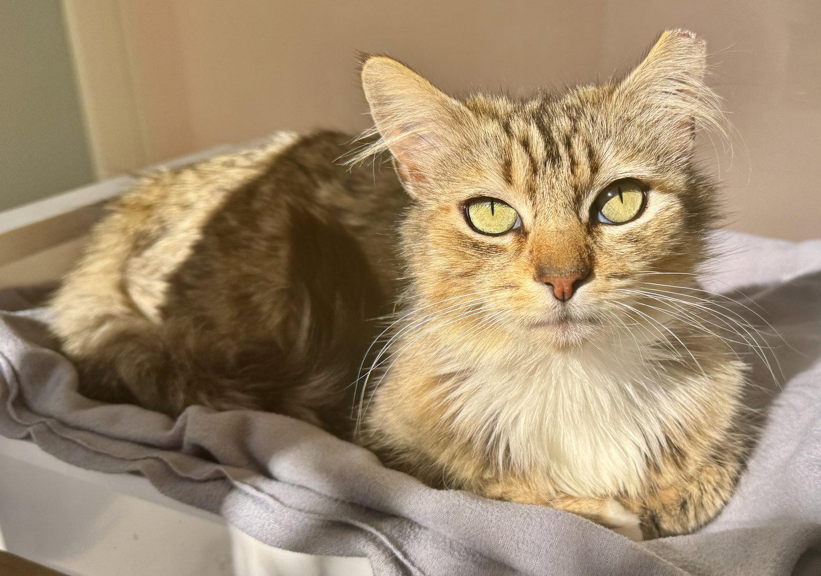 Enlarge Enchanting Ella with emerald eyes, a Adoptable mixed breed in San Luis Obispo, CA image 1/1