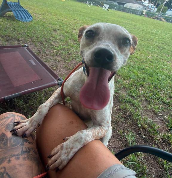 Hazel, Adoptable, Adult Female Feist.