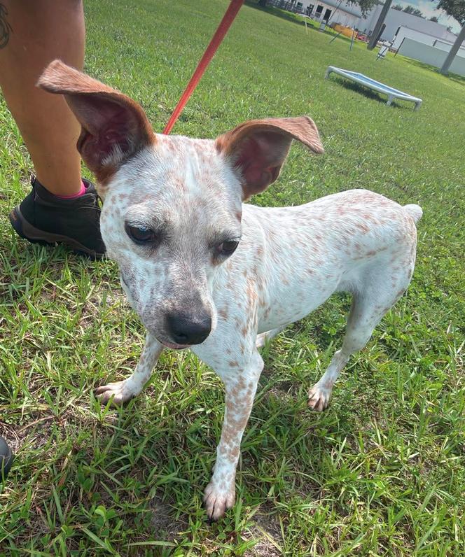 Hazel, a Adoptable Feist in Osteen, FL image 2/3