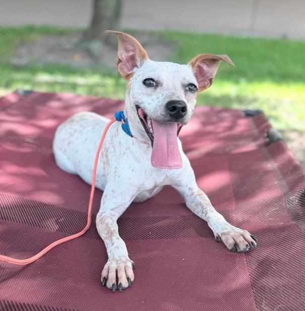 Hazel, a Adoptable Feist in Osteen, FL image 3/3