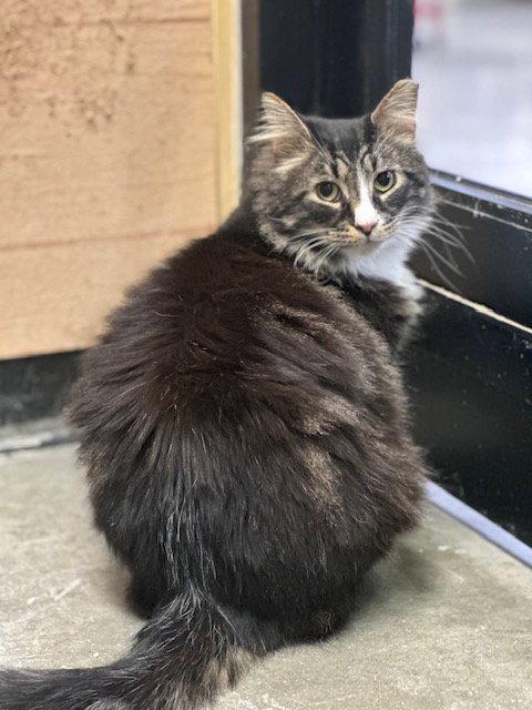 Merle (25-140), Adoptable, Adult Male Domestic Medium Hair.