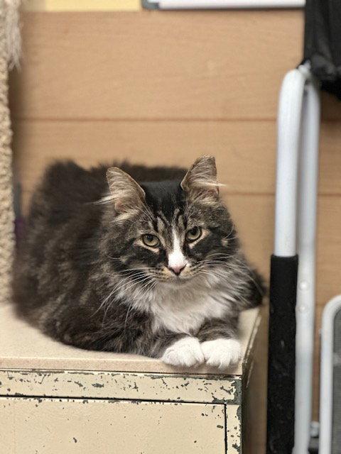 Merle (25-140), a Adoptable Domestic Medium Hair in Ocean Pines, MD image 2/2
