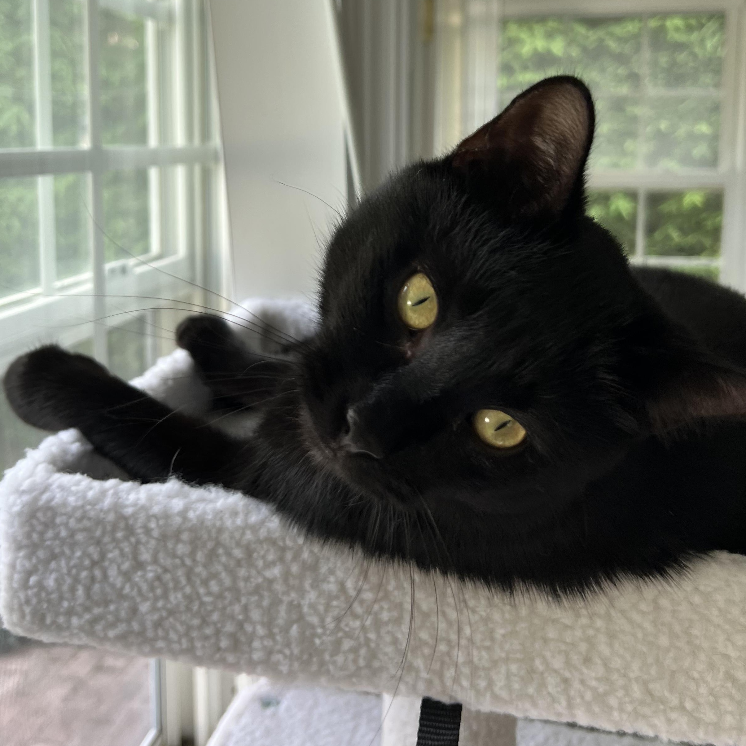 Dewey
