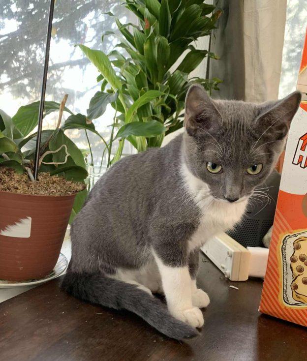 Enlarge Francis, a Adoptable Domestic Short Hair image 1/1