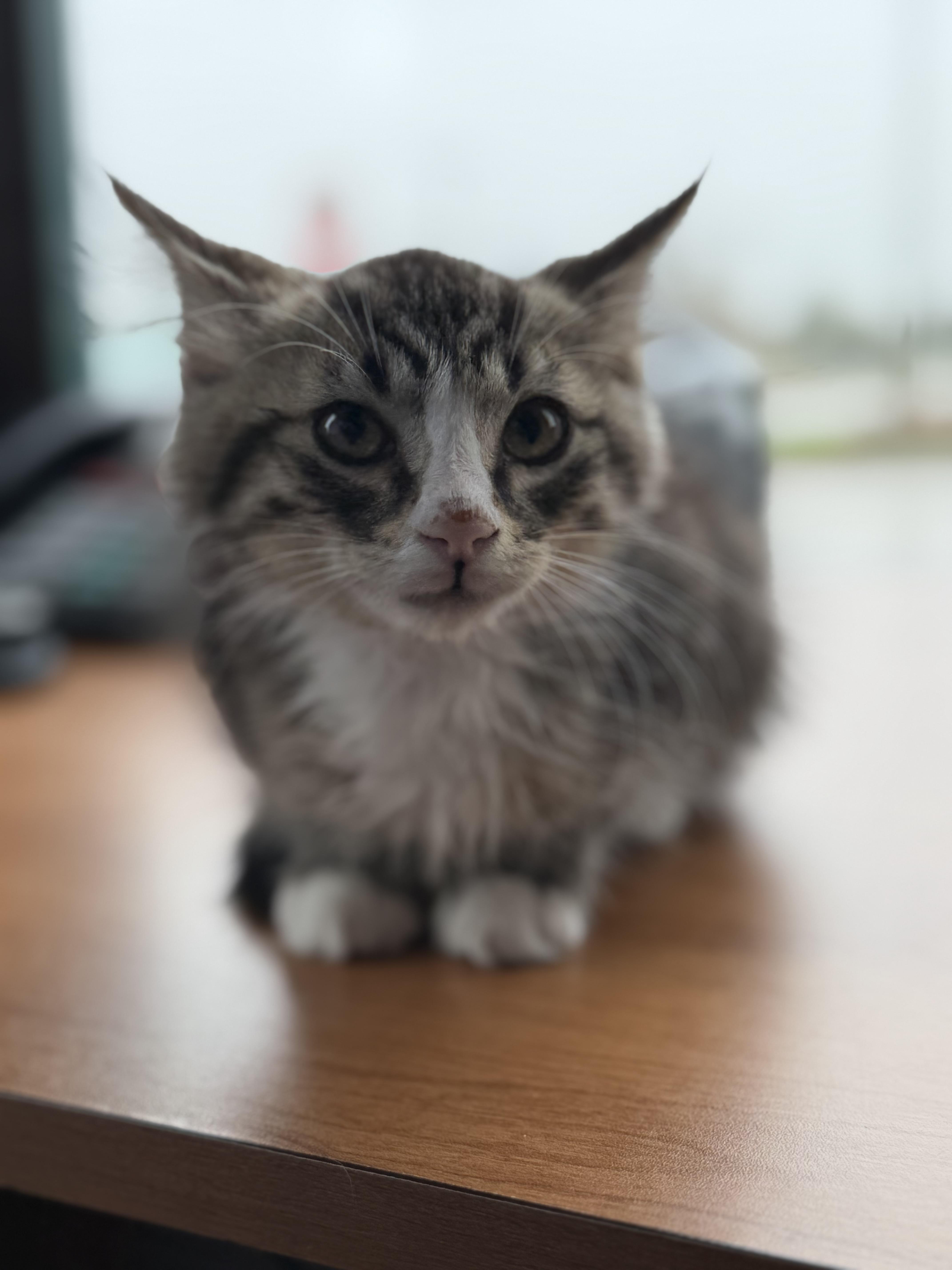 Sox, Adoptable, Kitten Male Domestic Medium Hair.