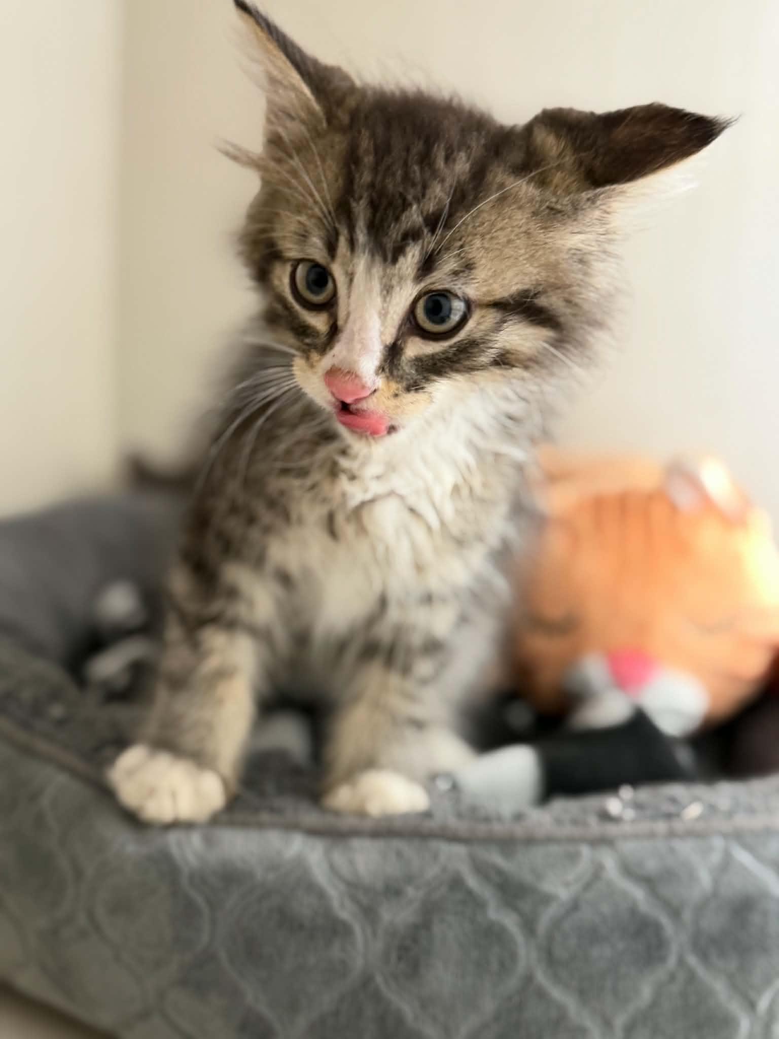 Enlarge Sox, a Adoptable Domestic Medium Hair in Steinbach, MB image 2/4