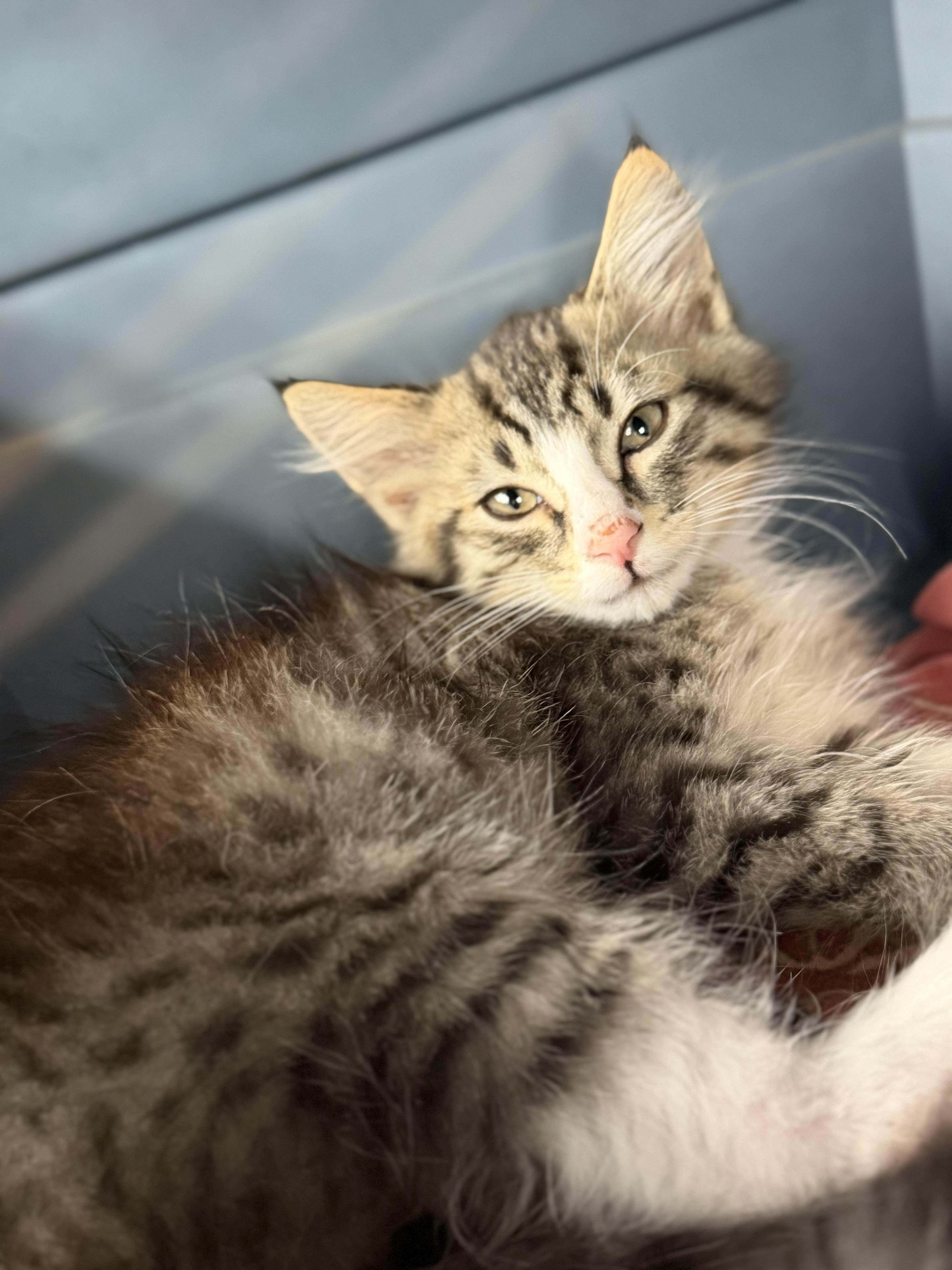 Enlarge Sox, a Adoptable Domestic Medium Hair in Steinbach, MB image 3/4