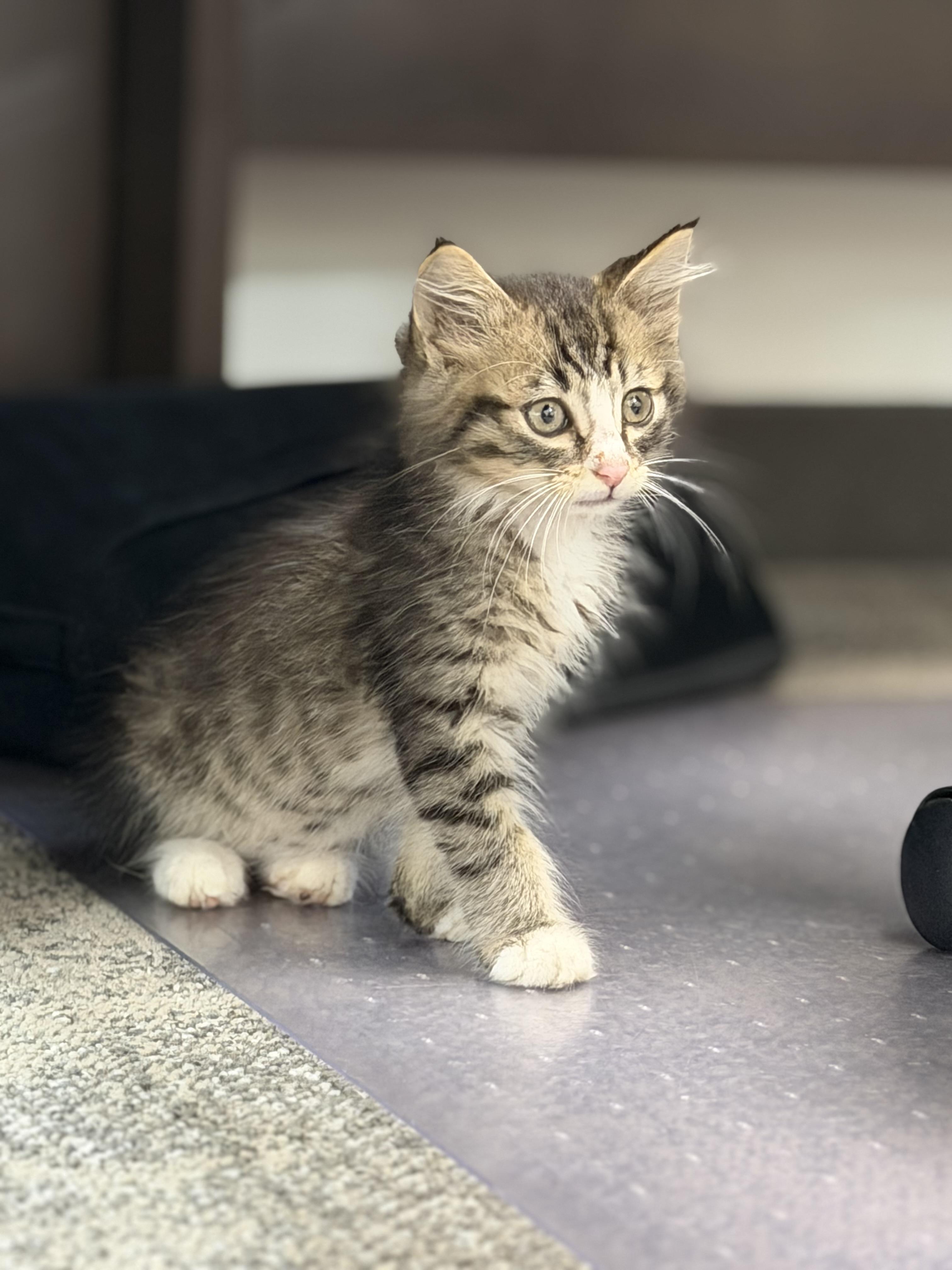 Enlarge Sox, a Adoptable Domestic Medium Hair in Steinbach, MB image 4/4