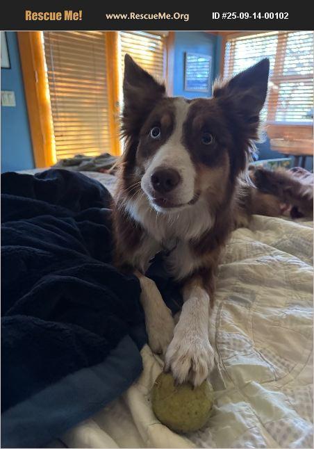 Ruby, a Adopted mixed breed in Coarsegold, CA image 1/2