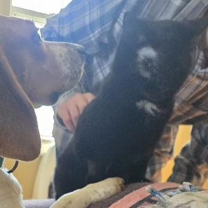 Enlarge Licorice, a ADOPTABLE Domestic Short Hair in Cincinnati, OH image 2/4