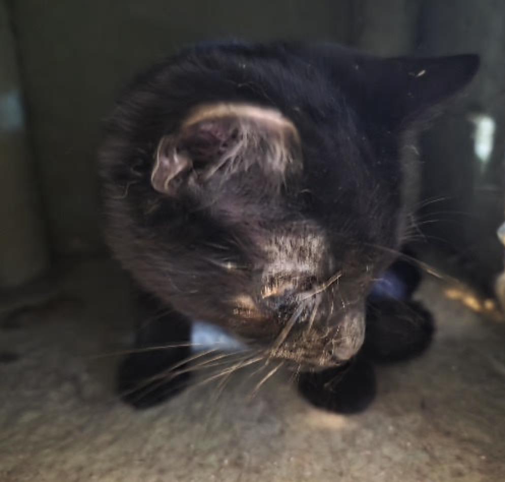 Enlarge Licorice, a ADOPTABLE Domestic Short Hair in Cincinnati, OH image 2/3