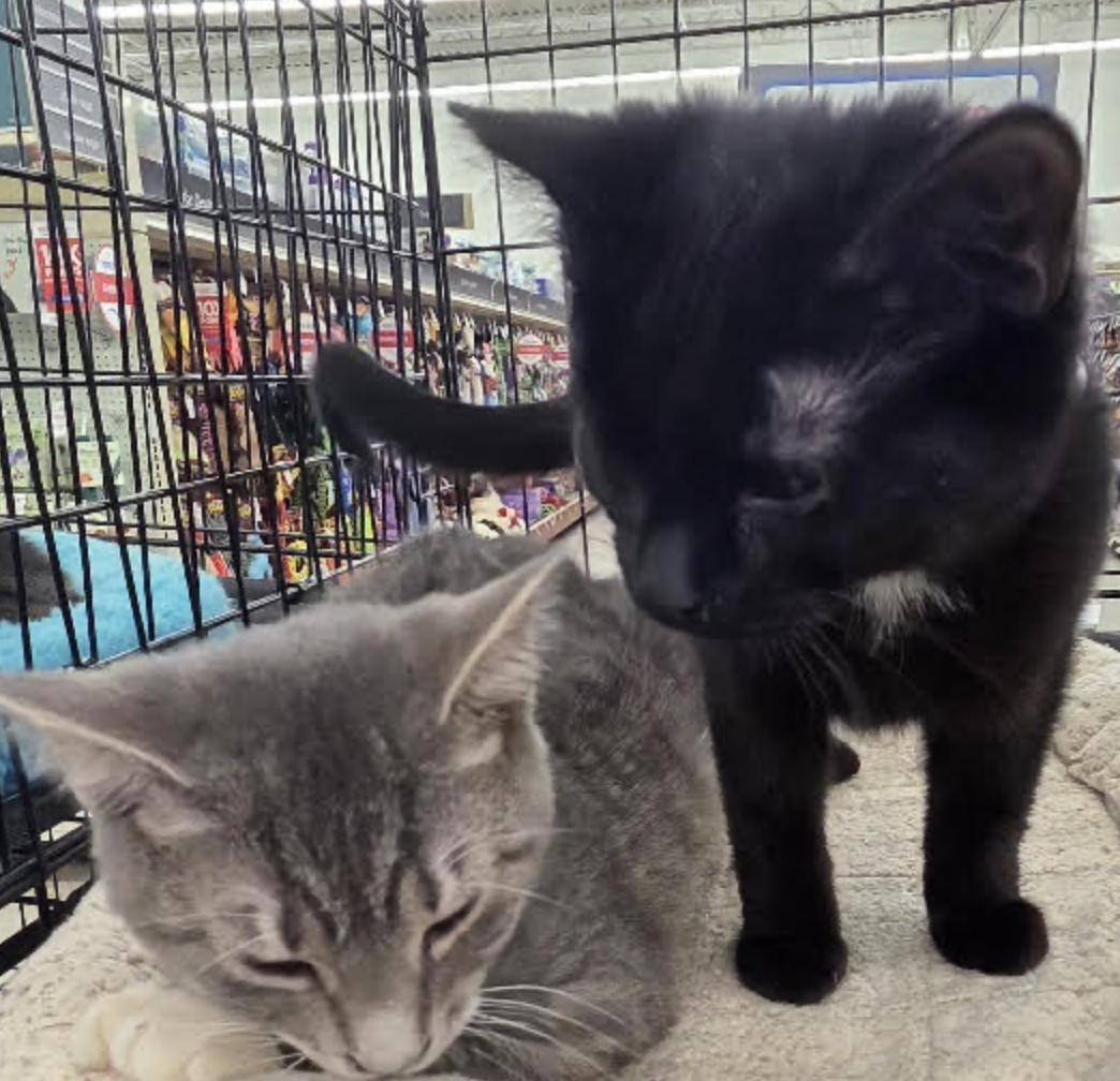 Enlarge Licorice, a ADOPTABLE Domestic Short Hair in Cincinnati, OH image 1/3