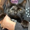 Enlarge Licorice, a ADOPTABLE Domestic Short Hair in Cincinnati, OH image 3/4