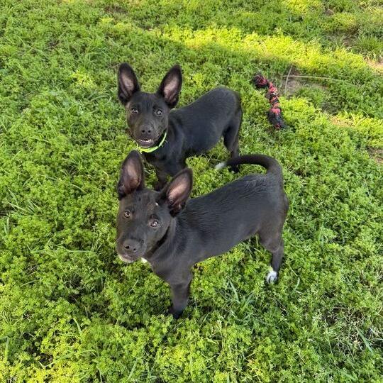 Felicity, Adoptable, Puppy Female Border Collie.