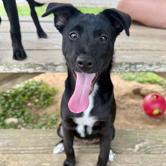 Felicity, Adoptable, Puppy Female Border Collie.