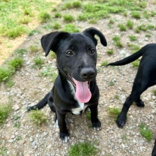Enlarge Felicity, a Adoptable Border Collie in Carencro, LA image 2/5