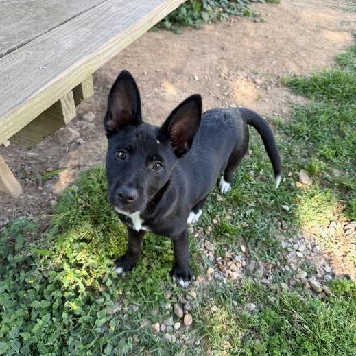 Enlarge Felicity, a Adoptable Border Collie in Carencro, LA image 2/6