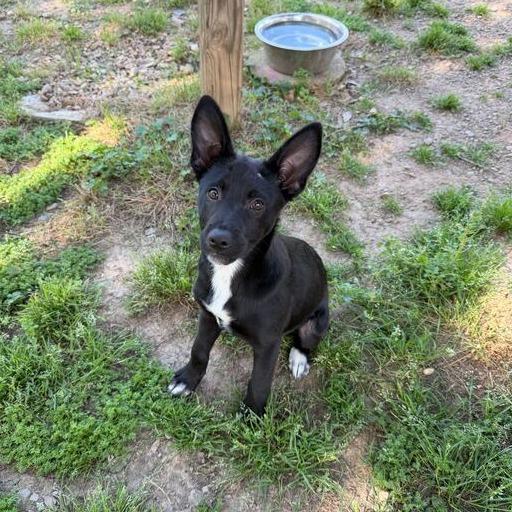 Enlarge Felicity, a Adoptable Border Collie in Carencro, LA image 3/6