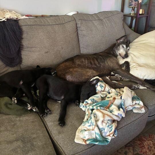 Enlarge Felicity, a Adoptable Border Collie in Carencro, LA image 4/6