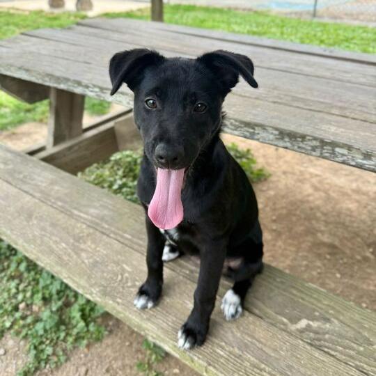 Enlarge Felicity, a Adoptable Border Collie in Carencro, LA image 4/5