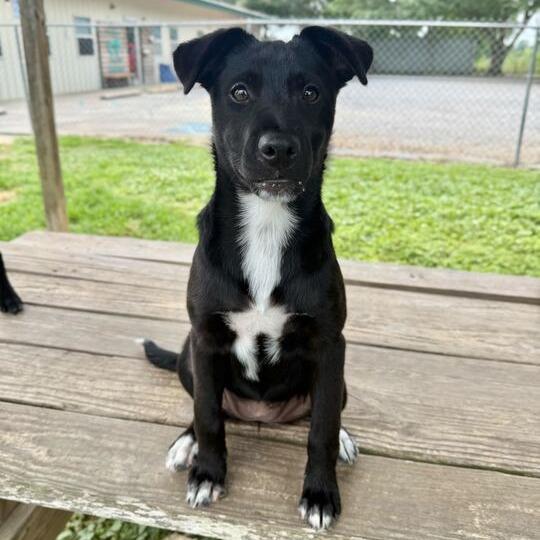 Enlarge Felicity, a Adoptable Border Collie in Carencro, LA image 5/5