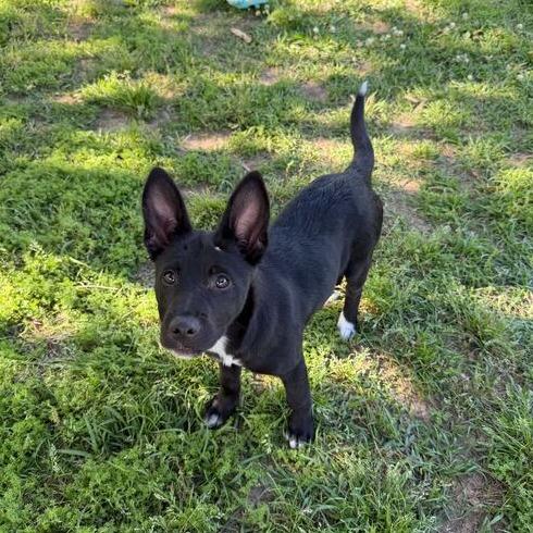 Enlarge Felicity, a Adoptable Border Collie in Carencro, LA image 5/6