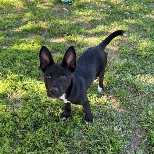 Enlarge Felicity, a Adoptable Border Collie in Carencro, LA image 6/6
