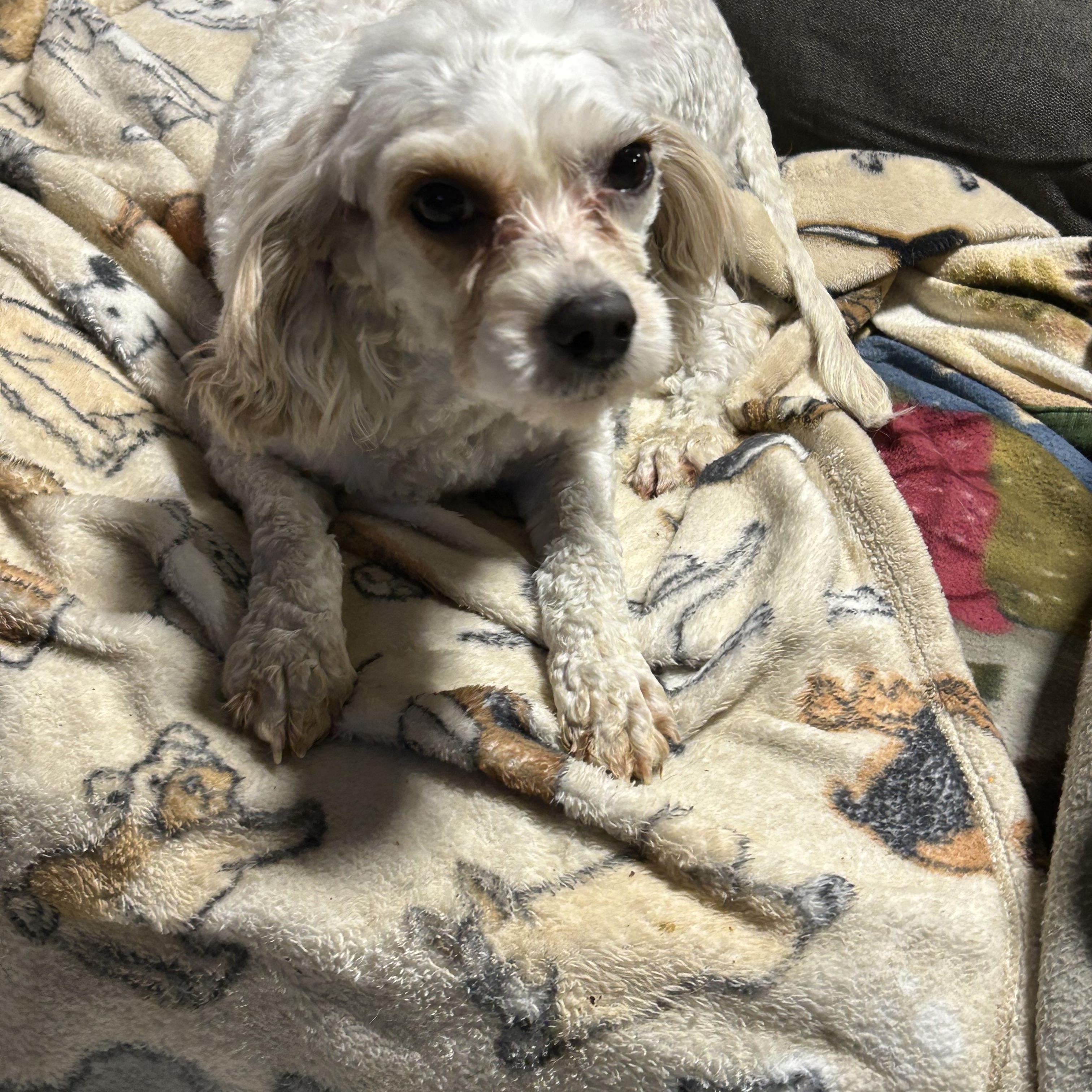 Paisley  Lbs thumbnail 2