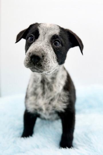 Enlarge Beansprout , an adopted mixed breed in Covington, LA image 2/6