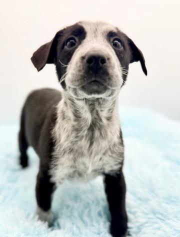 Enlarge Beansprout , an adopted mixed breed in Covington, LA image 6/6