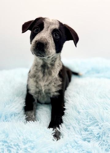 Enlarge Beansprout , an adopted mixed breed in Covington, LA image 4/6