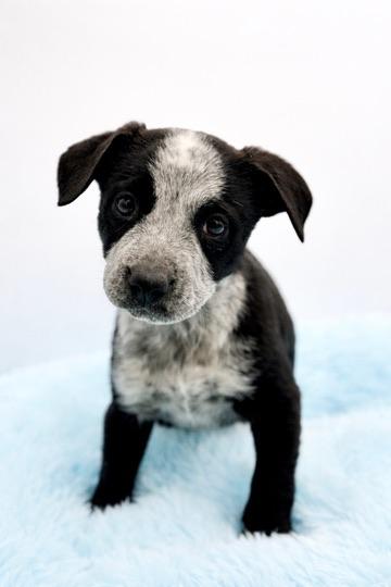 Beansprout , adopted, Puppy Female Australian Cattle Dog / Blue Heeler & Yellow Labrador Retriever.