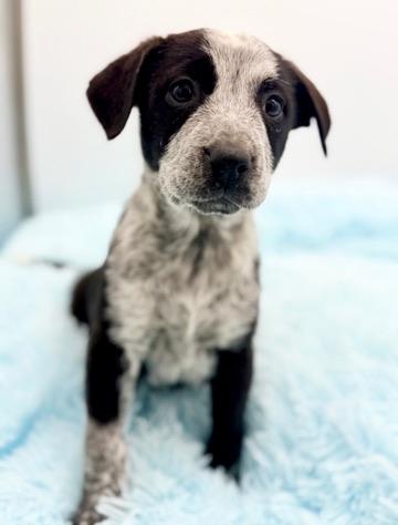 Enlarge Beansprout , an adopted mixed breed in Covington, LA image 3/6