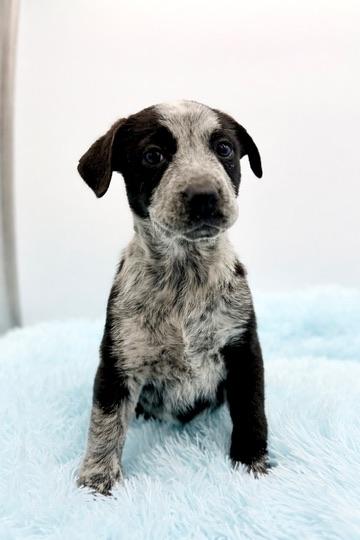 Enlarge Beansprout , an adopted mixed breed in Covington, LA image 5/6