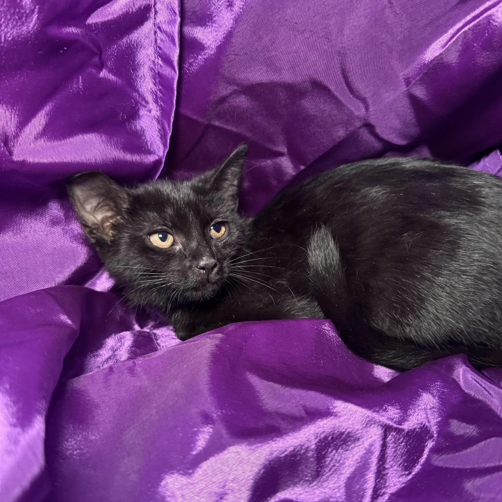 Chick Weed 56478, Adoptable, Kitten Female Domestic Short Hair.
