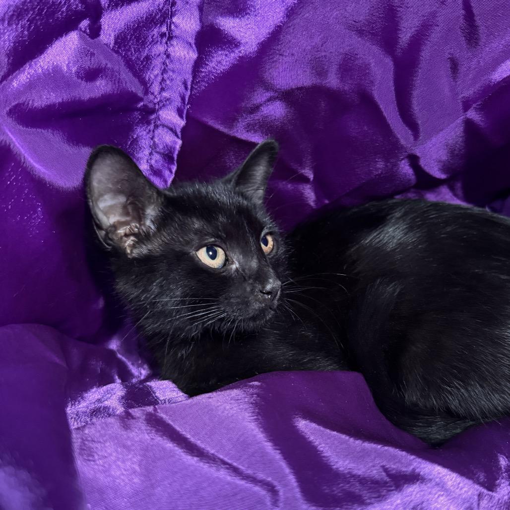 Enlarge Chick Weed 56478, a Adoptable Domestic Short Hair in Lansing, MI image 2/4