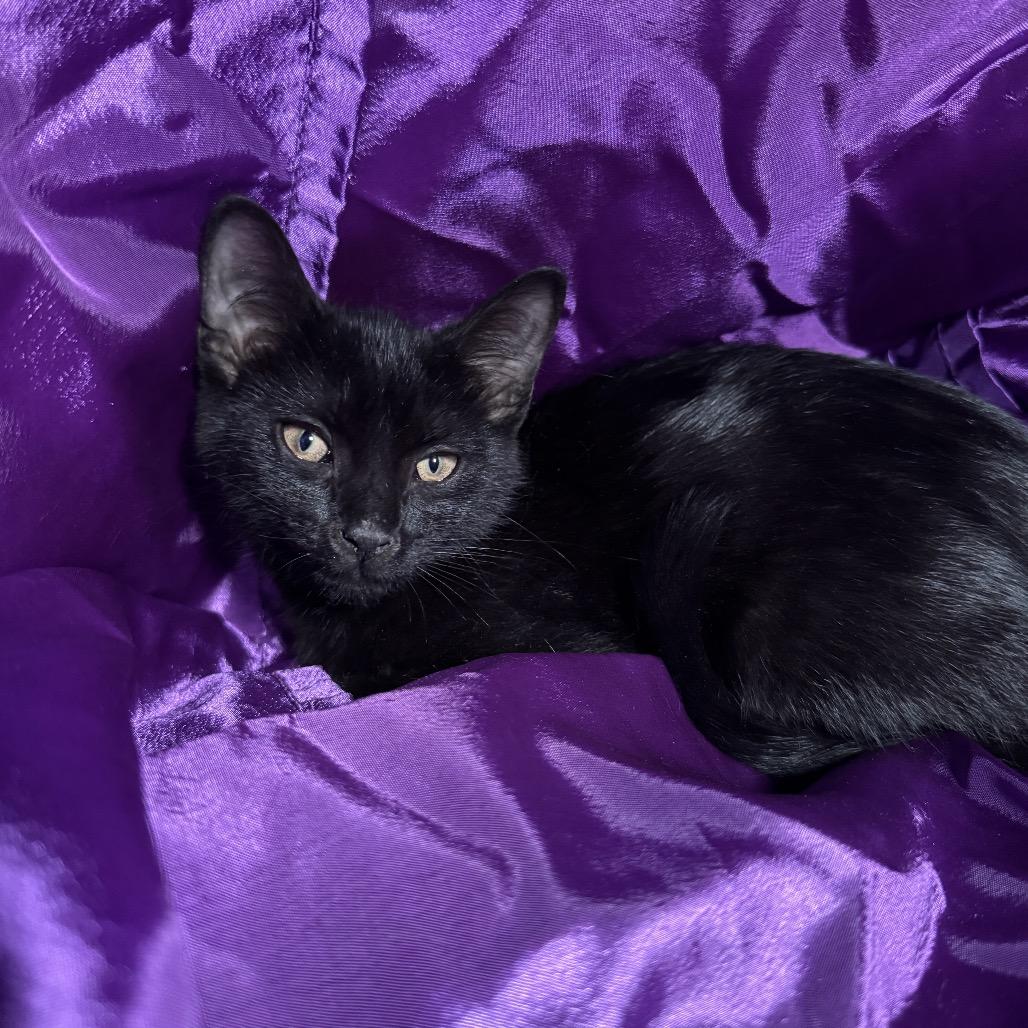 Enlarge Chick Weed 56478, a Adoptable Domestic Short Hair in Lansing, MI image 3/4