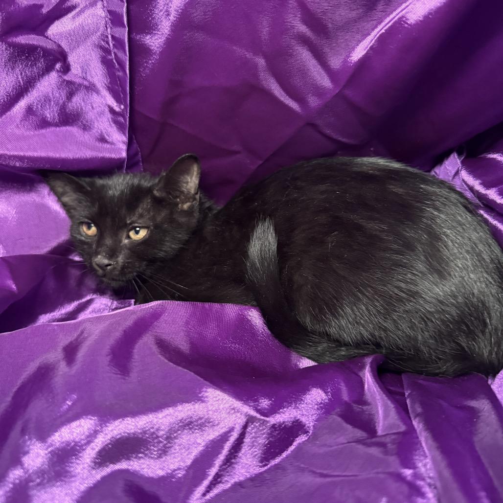 Enlarge Chick Weed 56478, a Adoptable Domestic Short Hair in Lansing, MI image 4/4